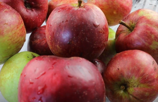 apples for the apple sponge pudding